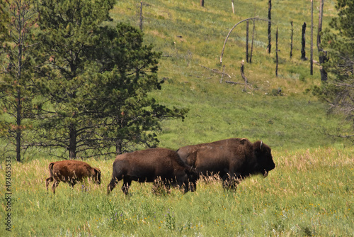 Migrating Trio of American Bison Grazing in the Summer