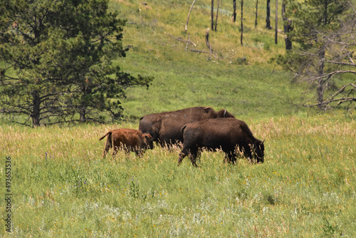 Family Herd of a American Buffalo in the Summer