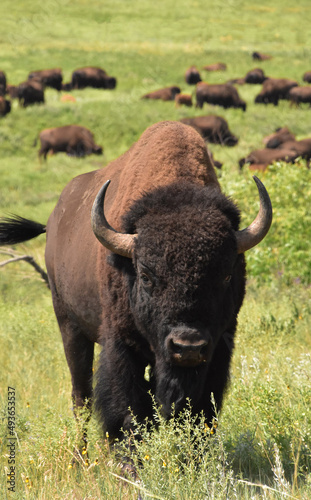 Looking into the Face of an American Buffalo