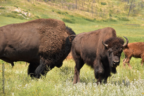 Grazing Herd of American Buffalo in the Summer