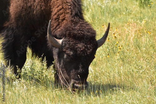 Grazing Buffalo Eating Grass in the Summer