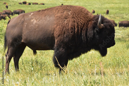 Side Profile of a Bison Bull in the Summer