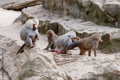 macaques play on rocks in the zoo photo