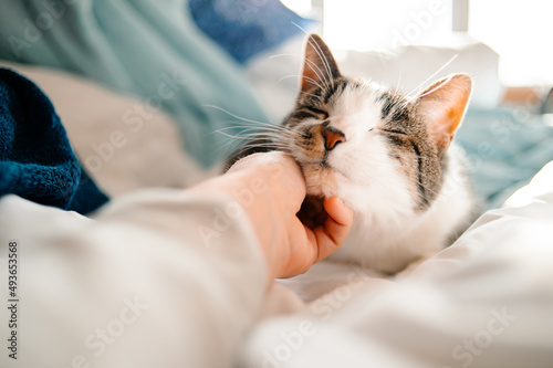 Kot przytula się do swojego podbródka w łóżku