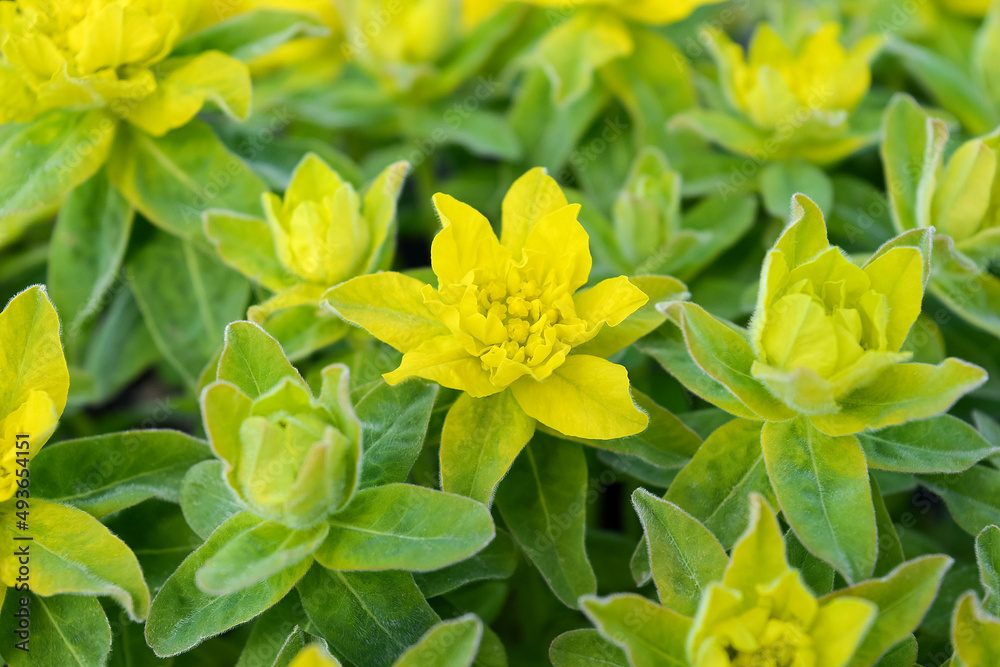 Obraz premium Bright yellow flowers of a perennial flowering plant. Euphorbia epithymoides. Photo for the catalog of plants of the garden center or plant nursery. Sale of green space. Close-up.