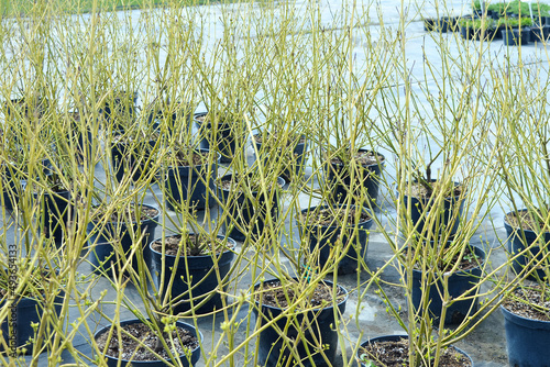 Yellow stems of Cornus stolonifera Flaviramea in spring. Containers and pots with decorative deciduous shrubs. Selling plants in a garden center or nursery.