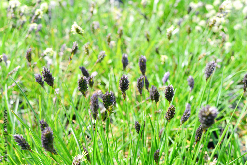 Fluffy blue and black inflorescences with feathery green leaves. Sesleria caerulea. Photo for the catalog of plants of a garden center or plant nursery. Sale of green spaces. Close-up photo