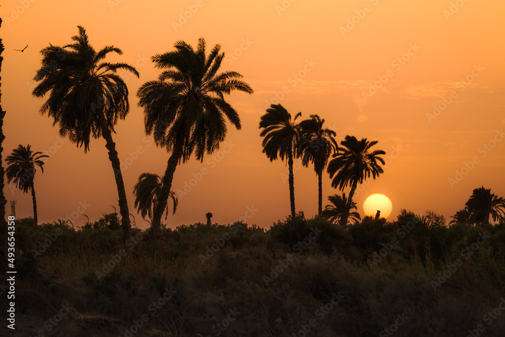 Sunset over palm trees in the countryside of Faiyum, Egypt Sunset over palm trees in the countryside of Faiyum, Egypt
