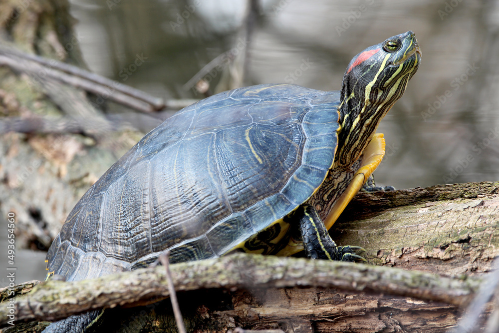 turtle sitting on log in pond head closeup turtle sitting on log in pond head closeup