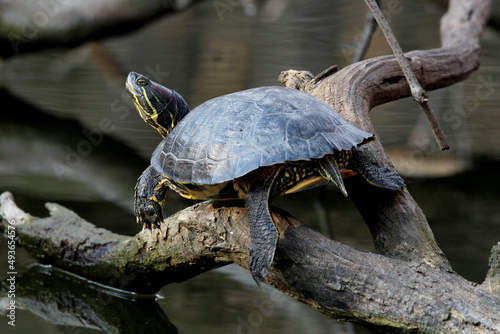 turtle resting on log in pond