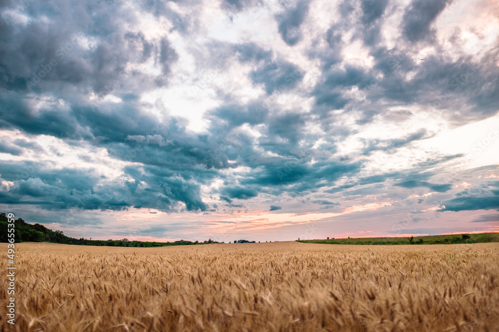 Yellow wheat blows in the breeze in front of a colorful sunset