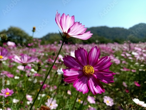 pink cosmos flower