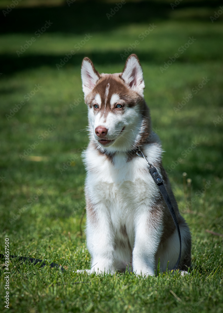 A big and beautiful husky looking somewhere away and sitting in the park and just enjoying nature.[Siberian Husky]