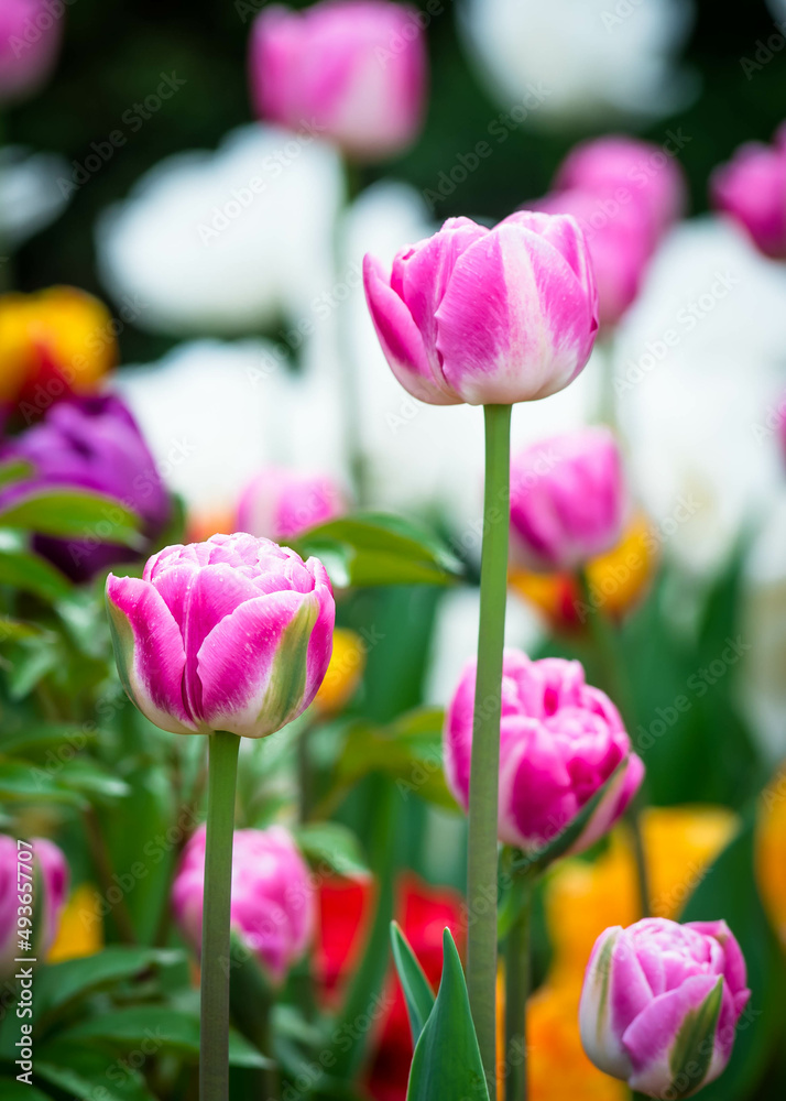 A close-up photo of beautiful pink tulips