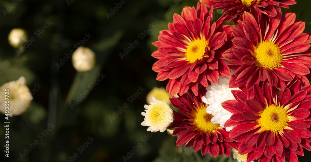 red chrysanthemums blooming in the garden