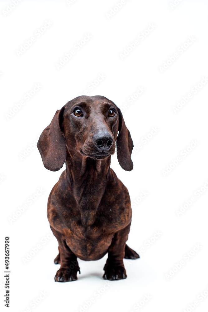 A cute dog sitting, thoughtfully looking somewhere and posing for the photo with the white background [Dachshund] 