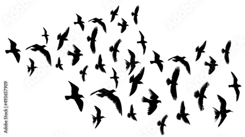 flying flock of birds on white background silhouette isolated vector