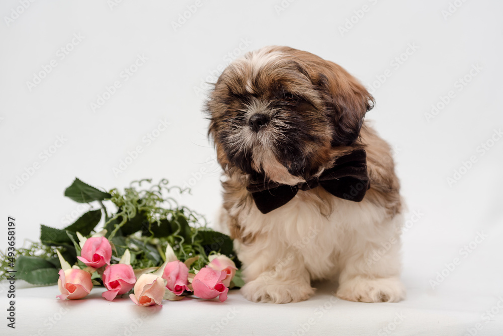 A cute puppy posing for the photo, wearing a nice black bow, and having some beautiful pink roses A cute puppy posing for the photo, wearing a nice black bow, and having some beautiful pink roses