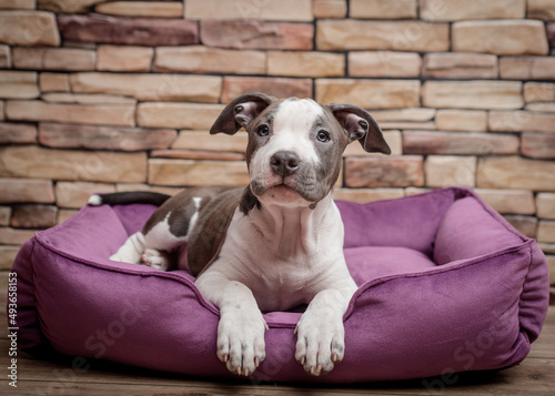 A cute puppy laying on the purple dog sofa and posing for photos