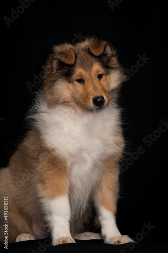 A cute puppy sitting, being very shy, and posing for the photos with the black background [collie dog]