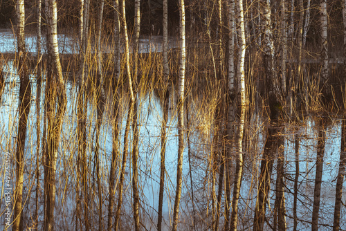 reflection of white birch trees in spring flood water  agricultural field 