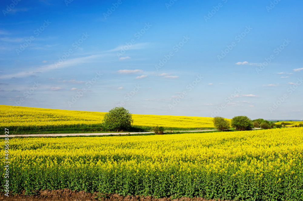 Incredible fun spring landscape with yellow rape field and bush against the sky with bands of clouds. (colors of the flag of Ukraine, traditional Ukrainian landscape - concept)