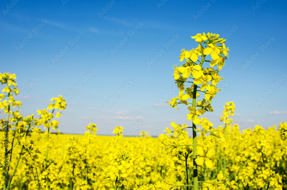 Fabulous spring landscape with flowers of rape middle of the field on the background of blue sky.