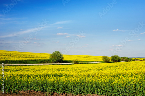 Obraz na płótnie Incredible fun spring landscape with yellow rape field and bush against the sky with bands of clouds. (colors of the flag of Ukraine, traditional Ukrainian landscape - concept) w salonie