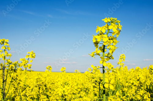 Obraz na płótnie Fabulous spring landscape with flowers of rape middle of the field on the background of blue sky. w salonie