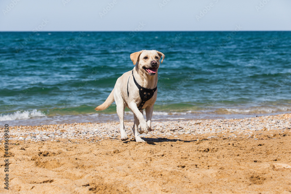 Cheerful joyful dog Labrador runs along the sandy beach against the background of the sea Cheerful joyful dog Labrador runs along the sandy beach against the background of the sea