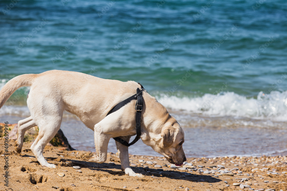 A white Labrador in a harness is looking for something in the sand on the beach