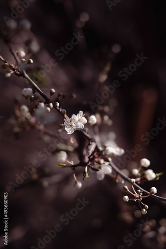 Closeup of flowers blooming; blurry background; spring vibes