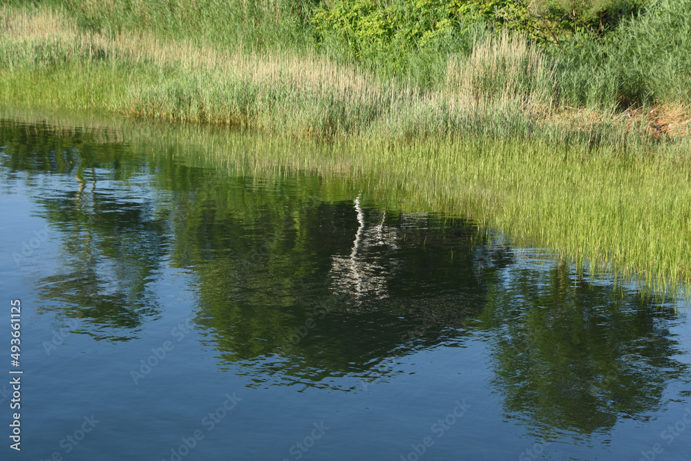 Green Marsh Grass Reflecting in the Ocean Green Marsh Grass Reflecting in the Ocean