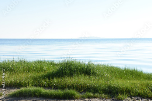 Scenic Coastline with Lush Marsh Grass on the Beach