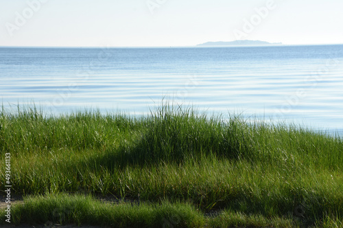 Lush Thick Green Beach Grass on the Ocean