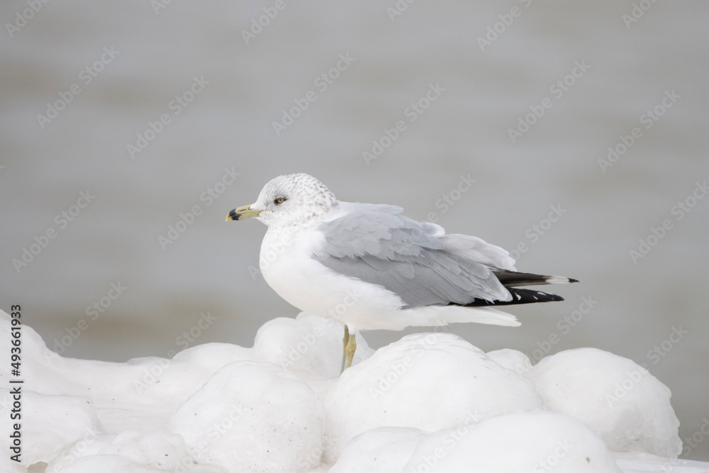 seagull on the beach seagull on the beach