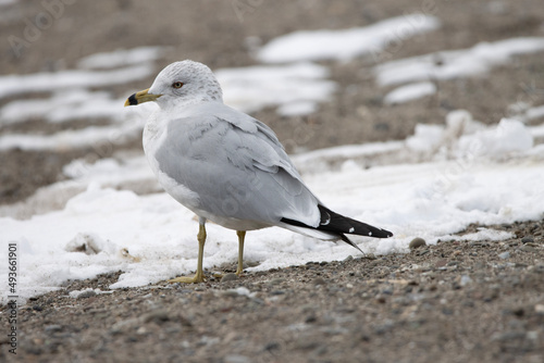 seagull on the beach