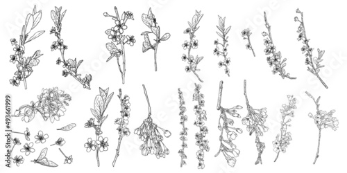 Set of Sakura flowers blooms. Cherry flowers blossom twigs. Leaves buds and pops botanical illustrations collection. Black and white national traditional tree branches spring opening set, Vector.