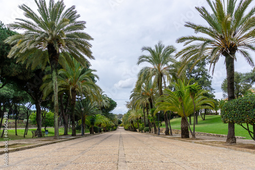 pedestrian walkway lined with many palm trees under a blue sky with white clouds © makasana photo