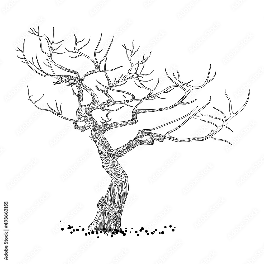 Illustration sketch of dead tree without leaves , isolated on white - stock  vector 1487279 | Crushpixel