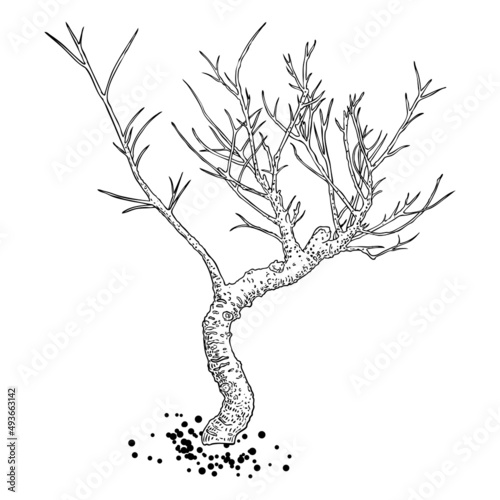 Naked tree. Hand drawn isolated shape of the tree stem without leaves or needles. Winter season tree or dead old plant after fire. Dropped sick or burnt dry foliage. Vector.