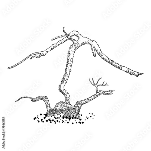Naked tree. Hand drawn isolated shape of the tree stem without leaves or needles. Winter season tree or dead old plant after fire. Dropped sick or burnt dry foliage. Vector.