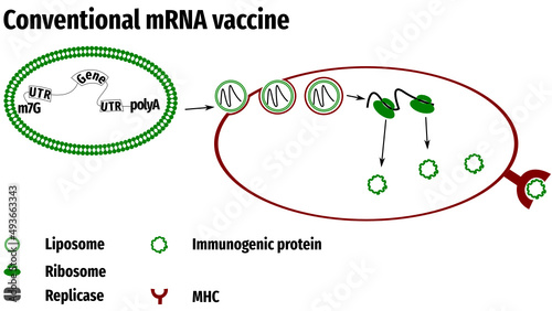 Non-amplifying mRNA Vaccine