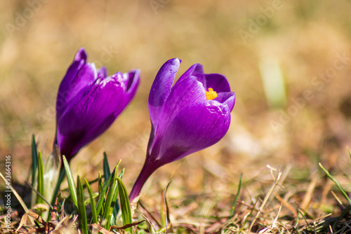 Saffron crocus is the first spring flower