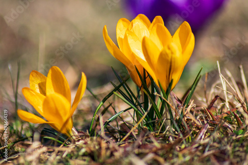 Saffron crocus is the first spring flower