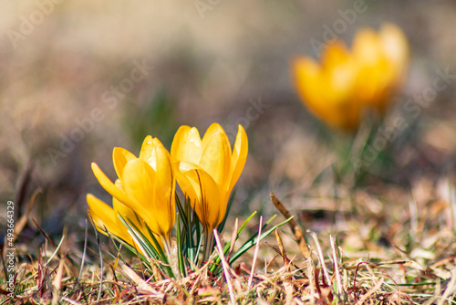 Saffron crocus is the first spring flower