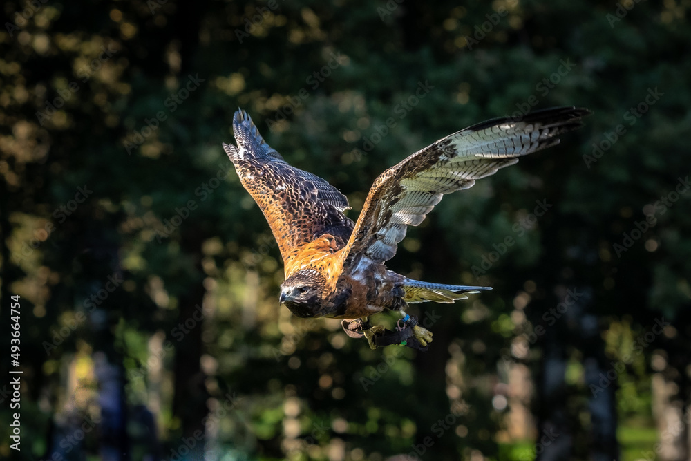bird of prey bird of prey