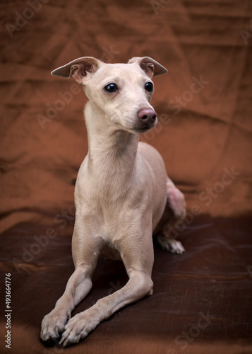 A cute white doggie sitting on a brown blanket and looking somewhere away  Italian greyhound 