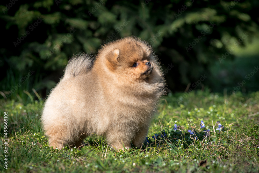 A little and extremely fluffy puppy walking in the park and looking into the sky while posing for photos A little and extremely fluffy puppy walking in the park and looking into the sky while posing for photos
