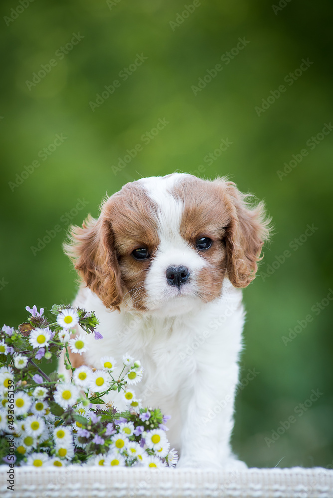 A little and very cute puppy sitting in the park with some tiny beautiful flowers next to it